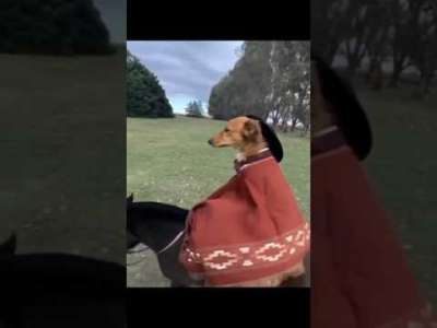 Dog Riding Meme Download