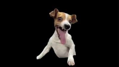 Crazy Dog Laugh Memes Download