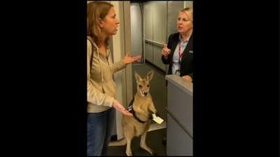 Confused Kangaroo Memes
