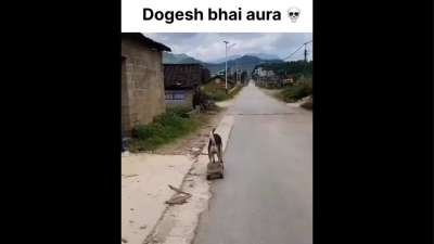 Dogesh scating Funny Memes Dog