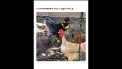 Chickens After The Price of Eggs Went Up Funny Memes Download