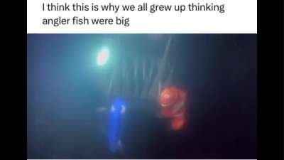 Fish Thinking Funny Memes Download