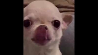 White Dog&#39;s Evil Laughing Memes Download