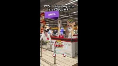 Cat Funny Memes