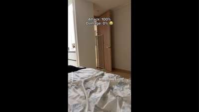 Cat Funny Memes