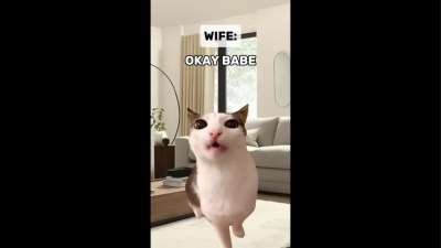 Cat Funny Memes