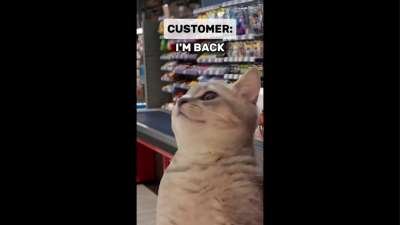 Cat Funny Memes