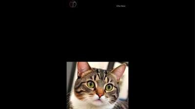 Cat Funny Memes