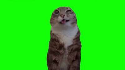 Cat Pissing Green Screen Memes Download