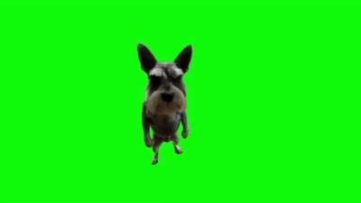 Dog Playing Guitar Green Screen Memes Download