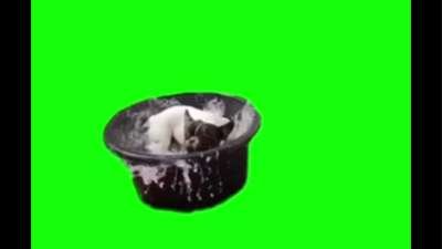 Dog Splashing In The Pool Green Screen Memes Download