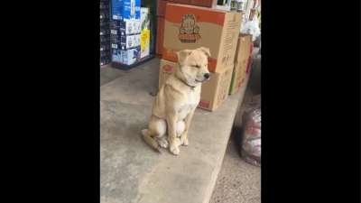 Falling asleep Dog falls over Funny Memes Video Download