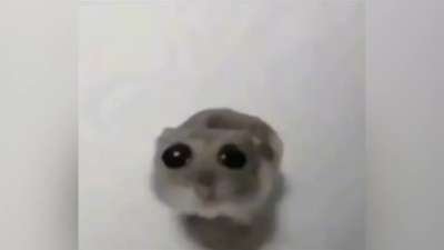 Sad Hamster Meme Template Download