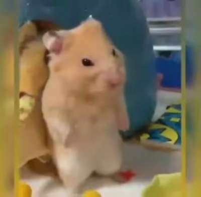 Depressed Confused Mouse Rat Hamster Meme Template 