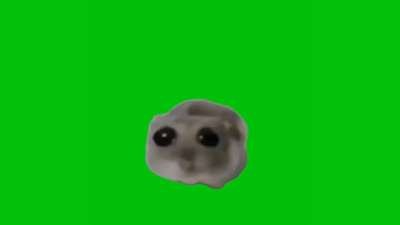 Sad Hamster Meme Green Screen Meme Template Download