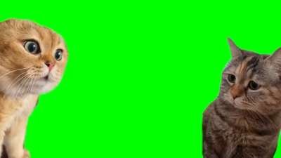 Green Screen Talking Cats Meme Template Download