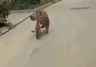 Monkey Riding Cycle Meme Template Download