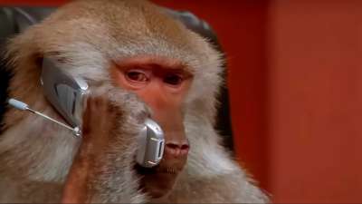 Monkey Calling Meme Template Download