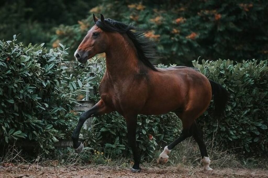 Male horse