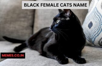 Black Female Cats