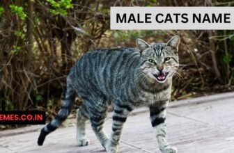 Male Cat