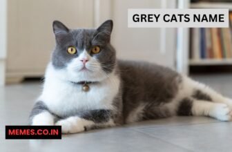 Grey Cats