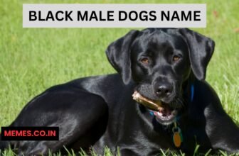 black Male dogs