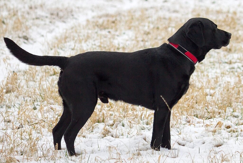 black Male dogs