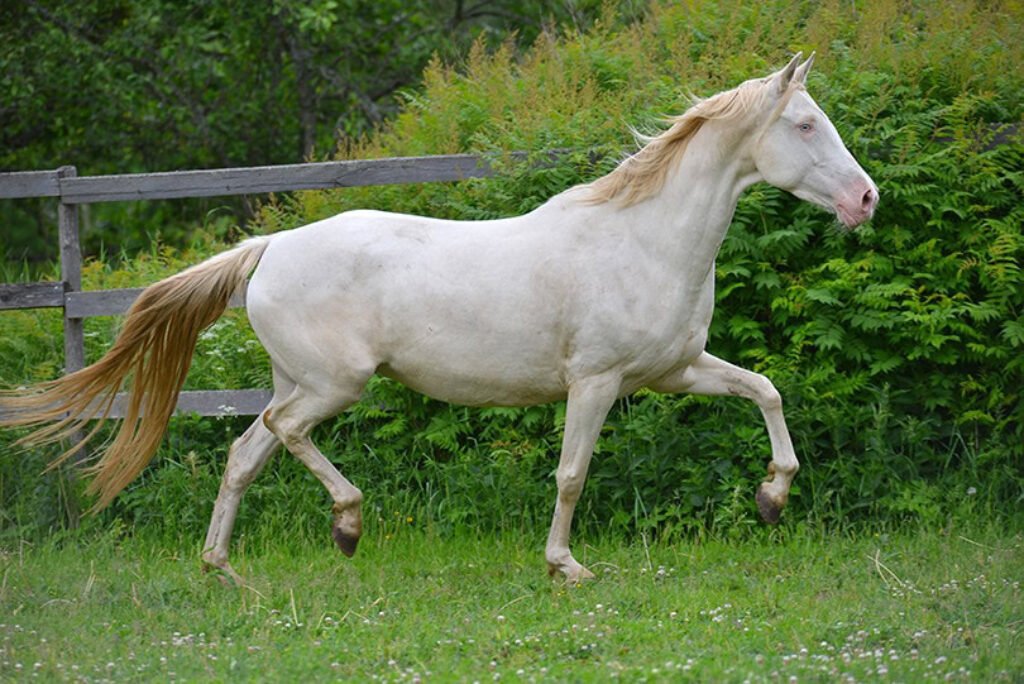 White Horse