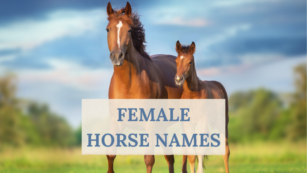 female horse