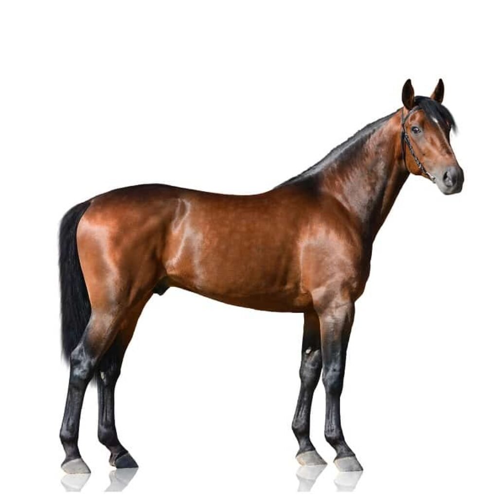 Male horse