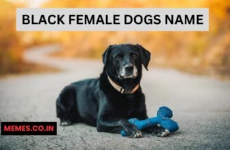 Black female dog