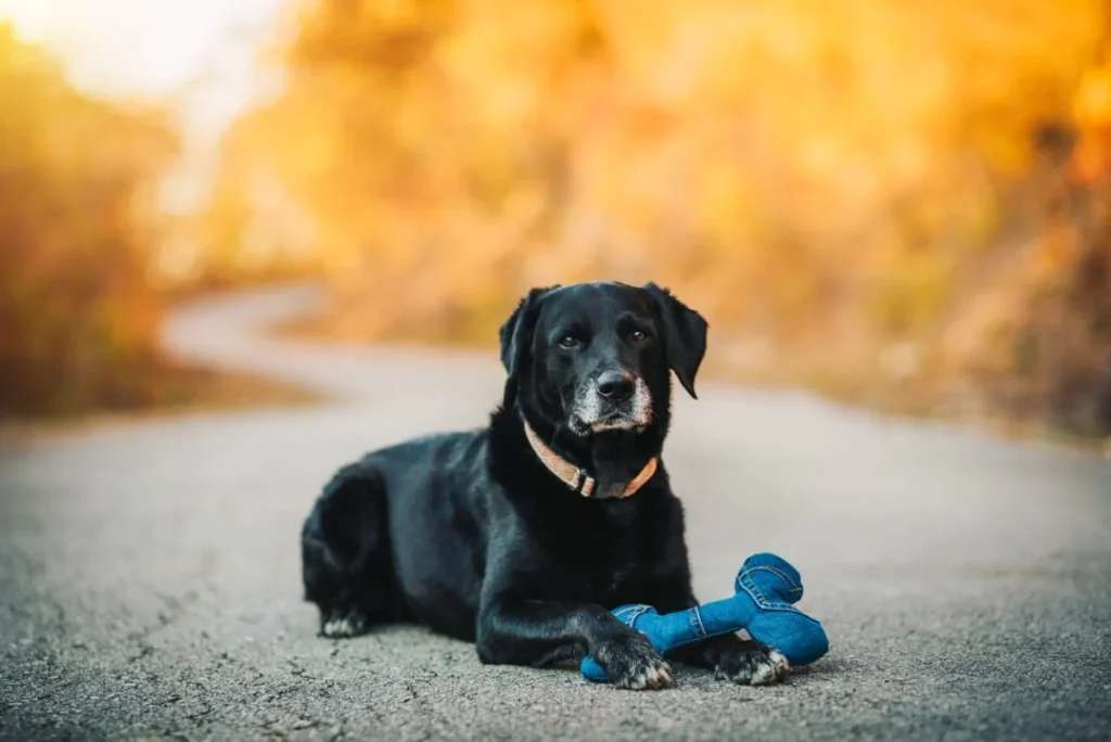 Black female dog