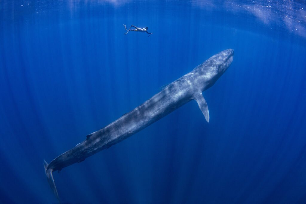 Blue Whale