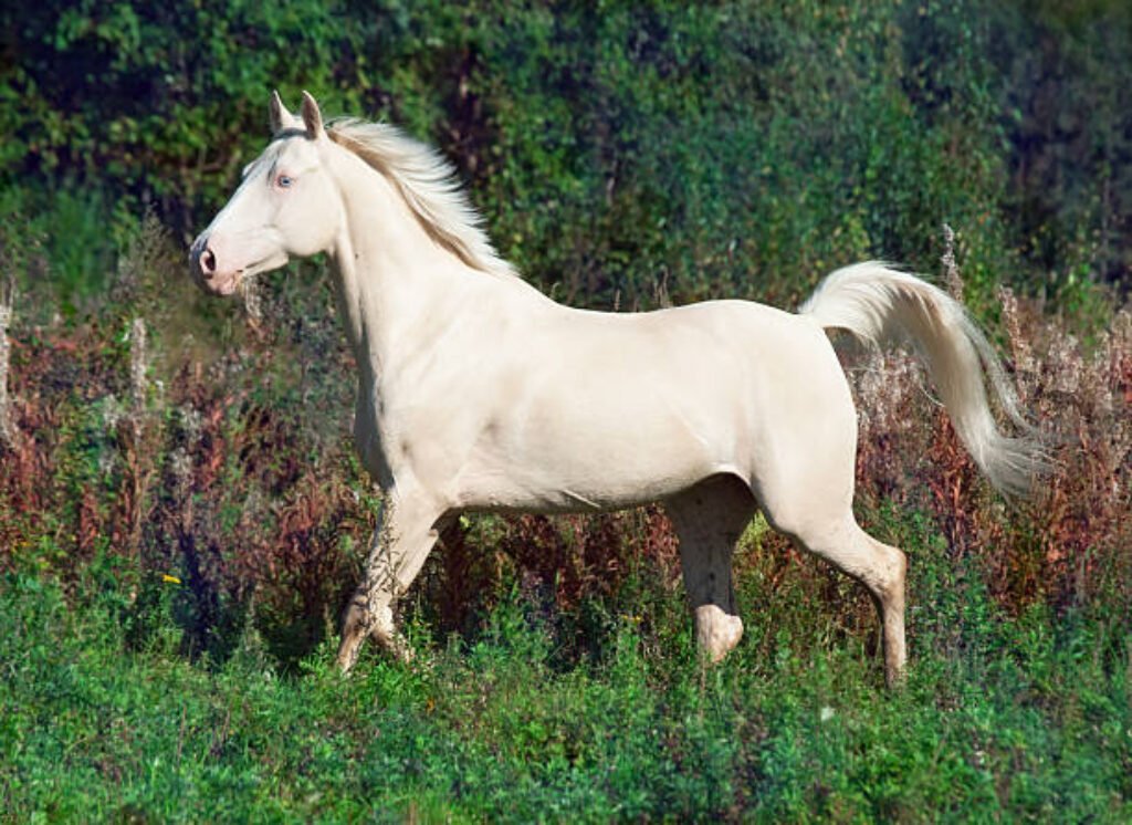 White Horse