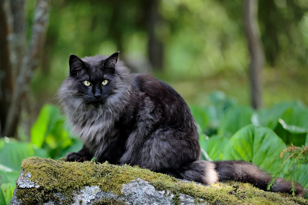 Black male cats 