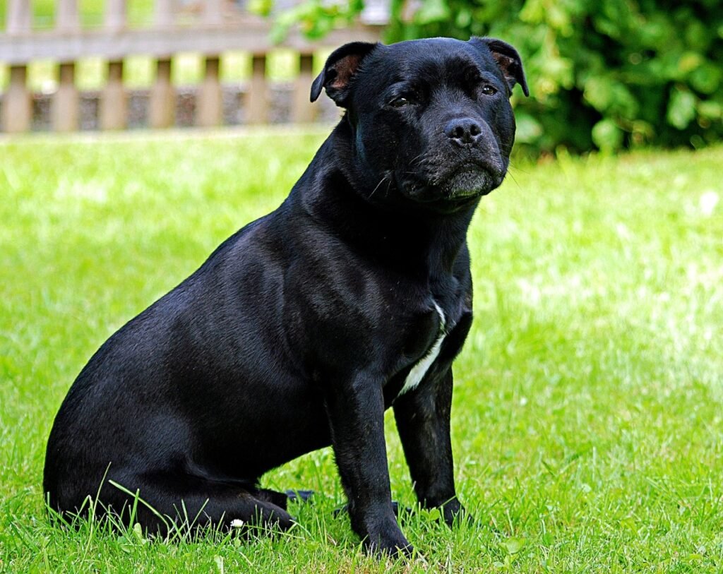 black Male dogs