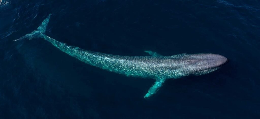 Blue Whale