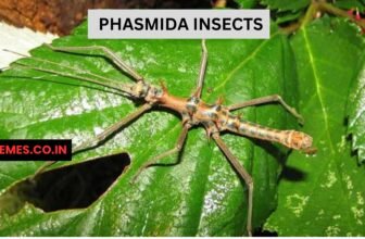 Phasmida Insects