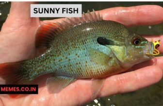 Sunny Fish