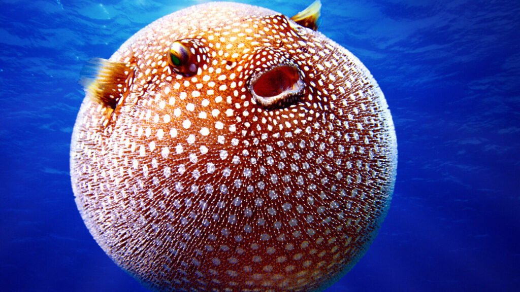 Puffer Fish