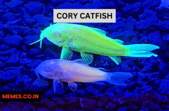 cory catfish