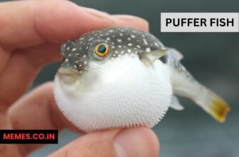 Puffer Fish