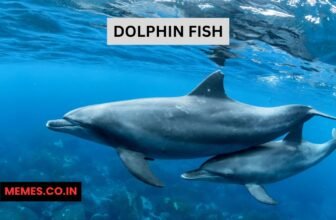 Dolphin Fish