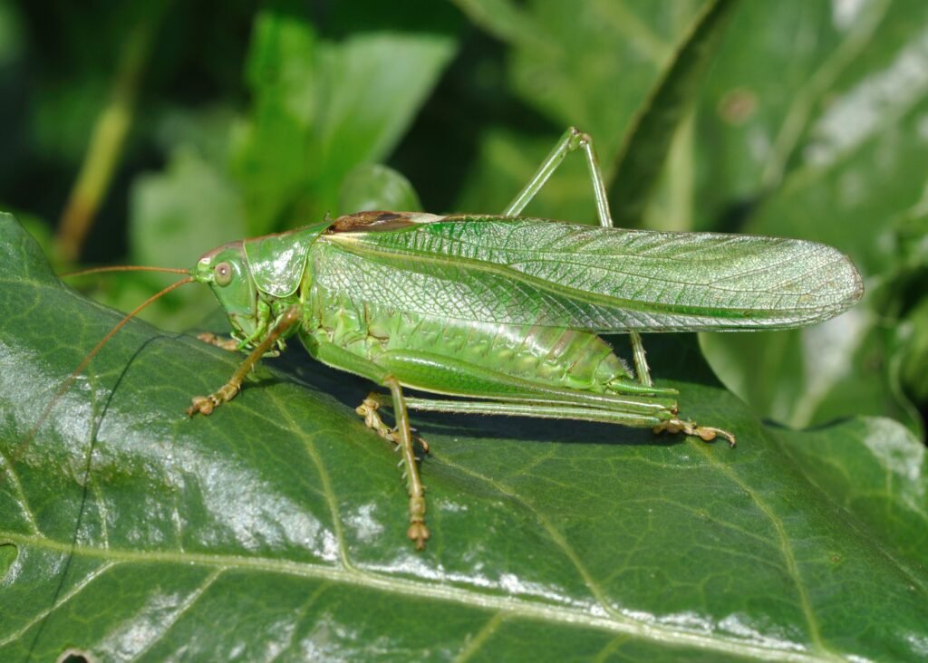 Katydid Insects