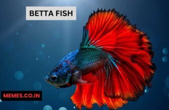 Betta Fish