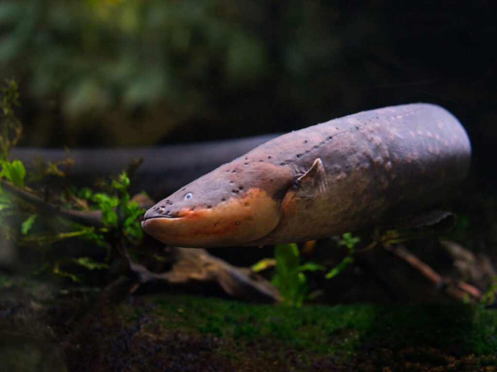 electric eel