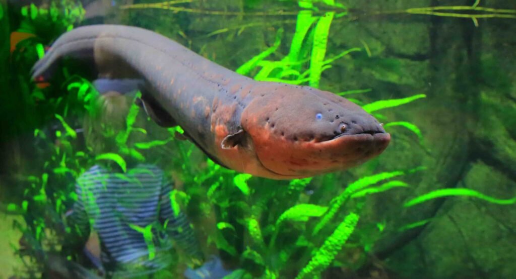 electric eel