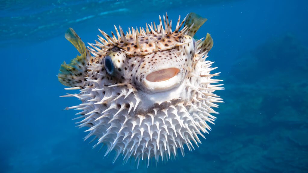 Puffer Fish