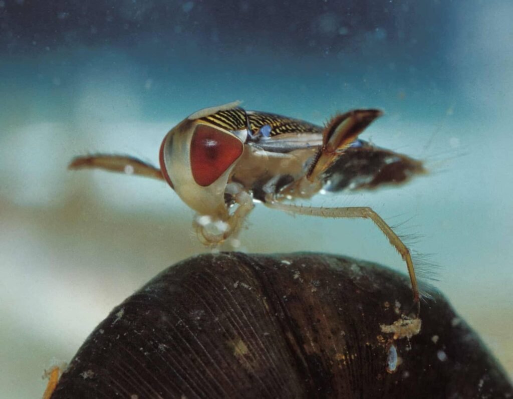 Water Boatman